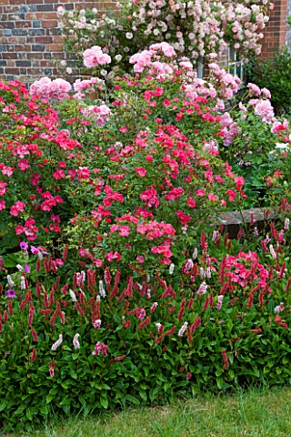 HOOK_END_FARM__BERKSHIRE_BORDER_BY_THE_HOUSE_WITH_LAWN__ROSA_BONICA__ROSA_HERTFORDSHIRE__POLYGONUM_A