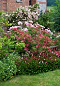 HOOK END FARM  BERKSHIRE: BORDER BY THE HOUSE WITH LAWN  ROSA BONICA  ROSA HERTFORDSHIRE  POLYGONUM AFFINE AND ROSA PHYLLIS BIDE ON THE WALL