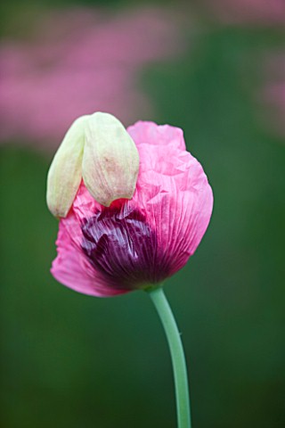 CLOSE_UP_OF_EMERGING_FLOWER_OF_POPPY__PAPAVER