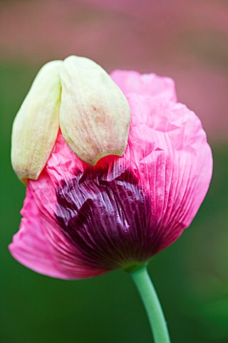 CLOSE_UP_OF_EMERGING_FLOWER_OF_POPPY__PAPAVER