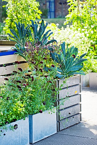 THE_RIVER_CAFE_RESTAURANT__LONDON_GARDEN__RAISED_BED_PLANTED_WITH_CAVALO_NERO