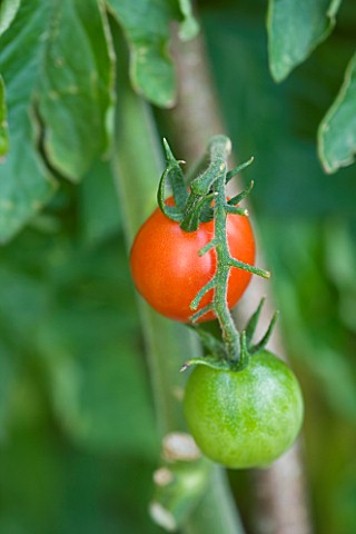 THE_RIVER_CAFE_RESTAURANT__LONDON_GARDEN__CLOSE_UP_OF_TOMATO