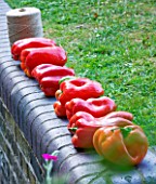THE RIVER CAFE RESTAURANT  LONDON: GARDEN - RED PEPPERS ON A WALL