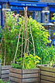 THE RIVER CAFE RESTAURANT  LONDON: GARDEN - RAISED BEDS WITH WICKER WIGWAM AND RESTAURANT BEHIND