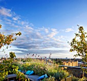 DESIGNER: CHARLOTTE ROWE  LONDON: ROOF GARDEN - A PLACE TO SIT - DECKED SEATING AREA WITH BLUE CUSHIONS AND HERBS VERBENA BONARIENSIS AND AMELANCHIER, DECKS, DECKING, FORMAL, TOWN, CITY, CONTEMPORARY