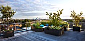 DESIGNER: CHARLOTTE ROWE  LONDON: ROOF GARDEN - A PLACE TO SIT - DECKED SEATING AREA WITH BLUE CUSHIONS AND HERBS - AMELANCHIER AND OLIVES IN CONTAINERS, DECKS, DECKING, FORMAL, TOWN, CITY, CONTEMPORARY