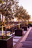 DESIGNER: CHARLOTTE ROWE  LONDON: ROOF GARDEN - DECKED WALKWAY PAST CONTAINERS PLANTED WITH OLIVE TREES, MODERN, TOWN, CITY, FORMAL, LIGHTS, LIGHTING