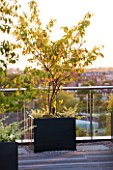 DESIGNER: CHARLOTTE ROWE  LONDON: ROOF GARDEN - DECKING WITH CONTAINER PLANTED WITH AMELANCHIER, DECKS, DECKING, FORMAL, TOWN, CITY, CONTEMPORARY