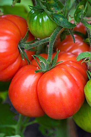 CLOSE_UP_OF_LARGE_BEEFSTEAK_TOMATO_AT_THE_RIVER_CAFE_GARDEN__LONDON