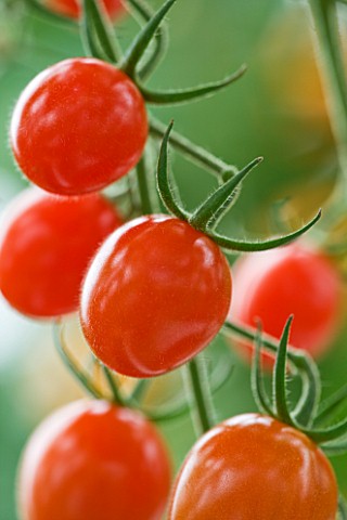 CLOSE_UP_OF_RED_TOMATO_JELLY_BEAN_HYBRID_EDIBLE