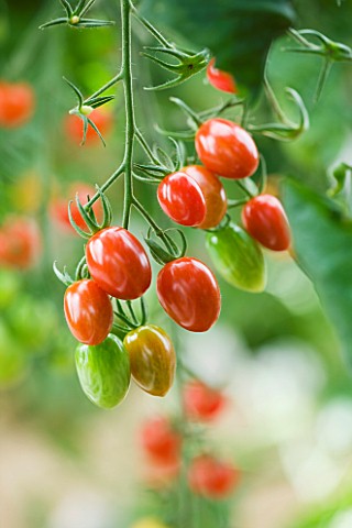 CLOSE_UP_OF_RED_TOMATOES_ROSADA_F1_HYBRID