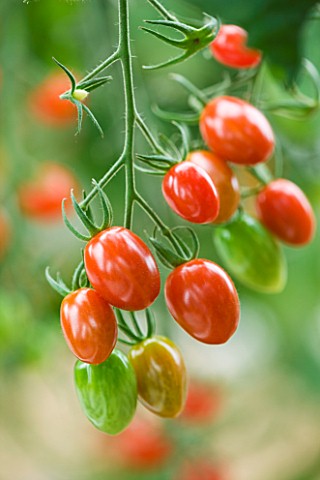 CLOSE_UP_OF_RED_TOMATOES_ROSADA_F1_HYBRID