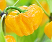 CLOSE UP OF YELLOW CHILLI PEPPER YELLOW SQUASH