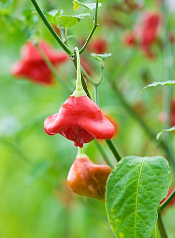 CLOSE_UP_OF_CHILLI_BEAUTIFUL_BECKY_EDIBLE__VEGETABLE