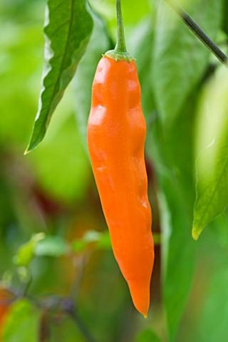 CLOSE_UP_OF_CHILLI_AJI_YELLOW_EDIBLE__VEGETABLE