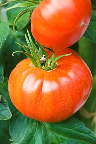 CLOSE_UP_OF_TOMATO_NEVES_AZOREAN_RED