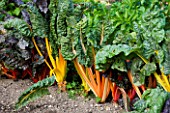 DIFFERENT COLOURED CHARD IN VEGETABLE GARDEN