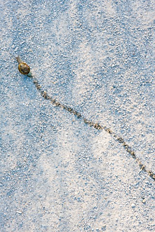 SNAIL_WITH_TRAIL_ACROSS_GRAVEL_PATH