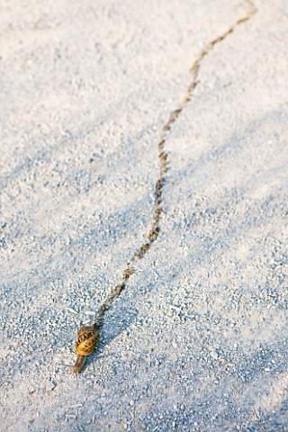 SNAIL_WITH_TRAIL_ACROSS_GRAVEL_PATH
