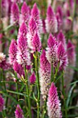 RHS GARDEN  WISLEY  SURREY - PINK AND WHITE FLOWERS OF CELOSIA FLAMINGO FEATHER