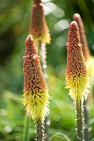 RHS_GARDEN__WISLEY__SURREY__CLOSE_UP_OF_THE_ORANGE_AND_YELLOW_FLOWERS_OF_KNIPHOFIA_CAULESCENS_FROM_J