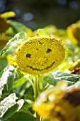 RHS GARDEN  WISLEY  SURREY - SUN FLOWER WIRTH HAPPY FACE