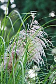 RHS GARDEN  WISLEY  SURREY - FEATHER LIKE PLUMES OF CORTADERIA SELLOANA HIGHFIELD PINK