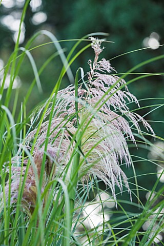 RHS_GARDEN__WISLEY__SURREY__FEATHER_LIKE_PLUMES_OF_CORTADERIA_SELLOANA_HIGHFIELD_PINK