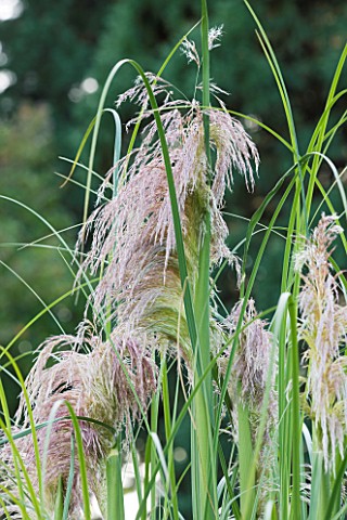 RHS_GARDEN__WISLEY__SURREY__FEATHER_LIKE_PLUMES_OF_CORTADERIA_SELLOANA_HIGHFIELD_PINK