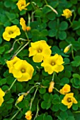 RHS GARDEN  WISLEY  SURREY - YELLOW FLOWERS OF OXALIS LOBATA