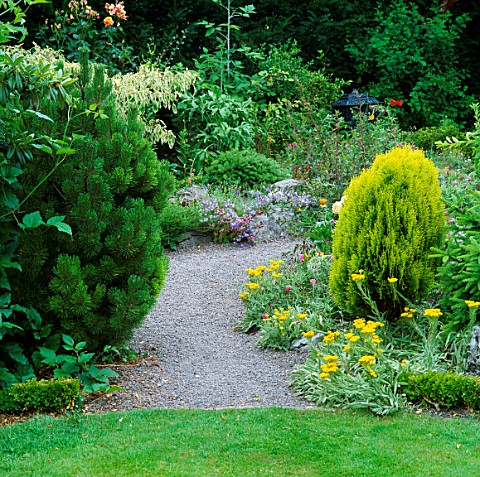 CONIFERS_IN_MIXED_BORDERS_ALONGSIDE_GRAVEL_PATH_THE_CROSSING_HOUSE__SHEPRETH__HERTFORDSHIRE