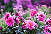 RHS GARDEN  WISLEY  SURREY - PINK FLOWERS OF DAHLIA FASCINATION