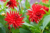 RHS GARDEN  WISLEY  SURREY - RED FLOWERS OF DAHLIA ALVAS DORIS