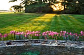 THE OLD RECTORY  HASELBECH  NORTHAMPTONSHIRE: WALL SURROUNDED BY PINK FLOWERS OF NERINE BOWDENII WITH LAWN BEHIND. EVENING LIGHT