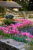THE OLD RECTORY  HASELBECH  NORTHAMPTONSHIRE: WALL SURROUNDED BY PINK FLOWERS OF NERINE BOWDENII. EVENING LIGHT