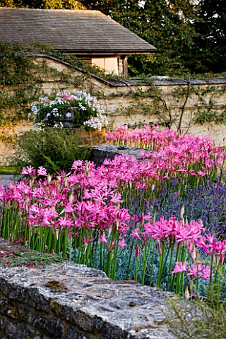 THE_OLD_RECTORY__HASELBECH__NORTHAMPTONSHIRE_WALL_SURROUNDED_BY_PINK_FLOWERS_OF_NERINE_BOWDENII_EVEN