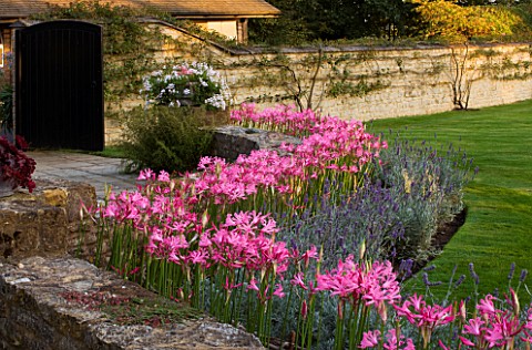 THE_OLD_RECTORY__HASELBECH__NORTHAMPTONSHIRE_WALL_SURROUNDED_BY_PINK_FLOWERS_OF_NERINE_BOWDENII_WITH
