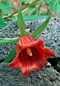 SINGLE RED BLOOM OF CANARINA CANARIENSIS.
