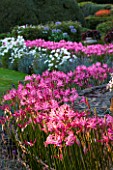 THE OLD RECTORY  HASELBECH  NORTHAMPTONSHIRE: WALL SURROUNDED BY PINK FLOWERS OF NERINE BOWDENII WITH LAWN BEHIND. EVENING LIGHT