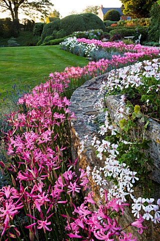 THE_OLD_RECTORY__HASELBECH__NORTHAMPTONSHIRE_WALL_SURROUNDED_BY_PINK_FLOWERS_OF_NERINE_BOWDENII_WITH
