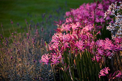 THE_OLD_RECTORY__HASELBECH__NORTHAMPTONSHIRE_WALL_SURROUNDED_BY_PINK_FLOWERS_OF_NERINE_BOWDENII_AND_
