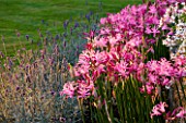 THE OLD RECTORY  HASELBECH  NORTHAMPTONSHIRE: WALL SURROUNDED BY PINK FLOWERS OF NERINE BOWDENII AND LAVENDER WITH LAWN BEHIND. EVENING LIGHT