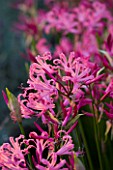 THE OLD RECTORY  HASELBECH  NORTHAMPTONSHIRE: CLOSE UP OF PINK FLOWERS OF NERINE BOWDENII