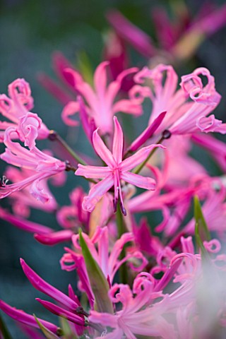 THE_OLD_RECTORY__HASELBECH__NORTHAMPTONSHIRE_CLOSE_UP_OF_PINK_FLOWERS_OF_NERINE_BOWDENII