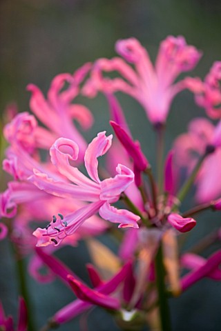 THE_OLD_RECTORY__HASELBECH__NORTHAMPTONSHIRE_CLOSE_UP_OF_PINK_FLOWERS_OF_NERINE_BOWDENII