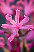 THE OLD RECTORY  HASELBECH  NORTHAMPTONSHIRE: CLOSE UP OF PINK FLOWER OF NERINE BOWDENII