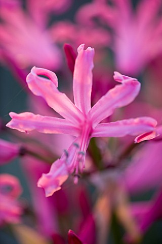 THE_OLD_RECTORY__HASELBECH__NORTHAMPTONSHIRE_CLOSE_UP_OF_PINK_FLOWER_OF_NERINE_BOWDENII