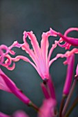 THE OLD RECTORY  HASELBECH  NORTHAMPTONSHIRE: CLOSE UP OF PINK FLOWER OF NERINE BOWDENII