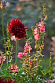 THE OLD RECTORY  HASELBECH  NORTHAMPTONSHIRE: BORDER IN AUTUMN WITH DAHLIA CHAT NOIR