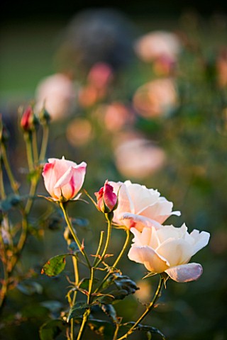 THE_OLD_RECTORY__HASELBECH__NORTHAMPTONSHIRE_ROSE_CHANEL